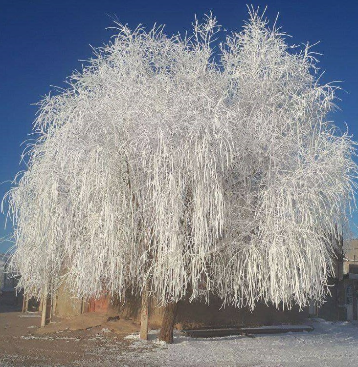 عکس/ درخت یخ زده در لرستان