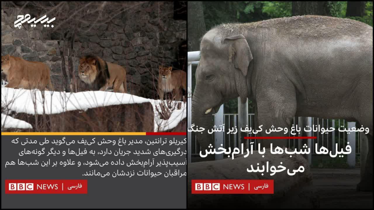 بی‌بی‌سی فارسی درباره باغ وحش اوکراین دغدغه داره ولی کودکان یمنی چی؟!!!