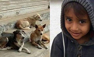 کشته شدن کودک چهارساله توسط سگ ها مشکل بزرگی نیست!!!