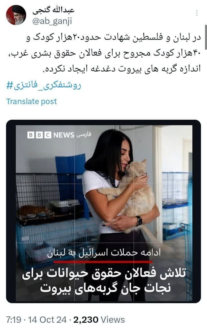 گربه‌های بیروت دغدغه BBC شد