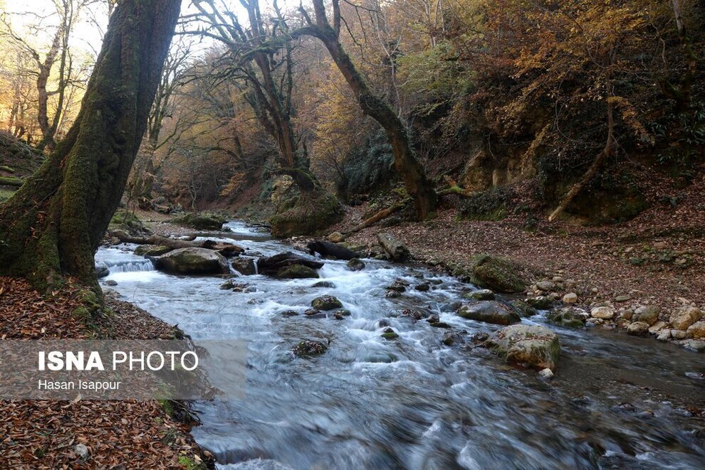 تصاویر زیبایی‌های خیره‌کننده جنگل‌های هیرکانی