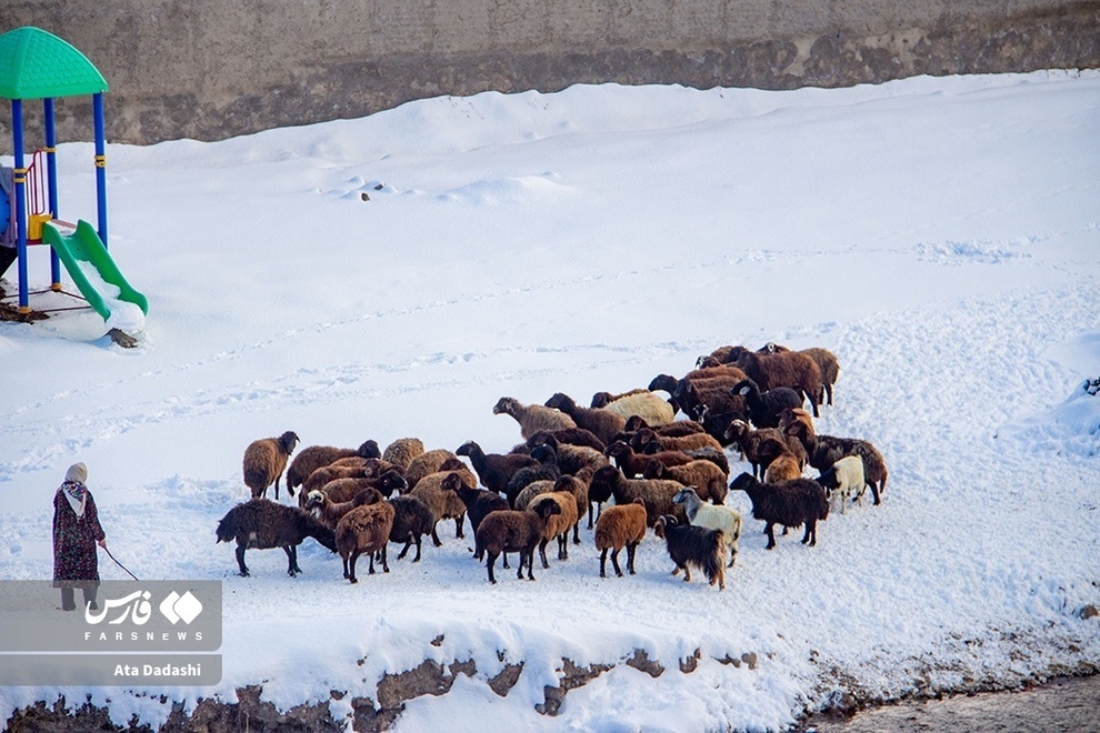 برف سنگین در پایتخت پنیر ایران