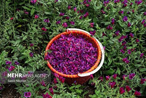 رودسر؛ قطب اصلی تولید گل گاوزبان در ایران