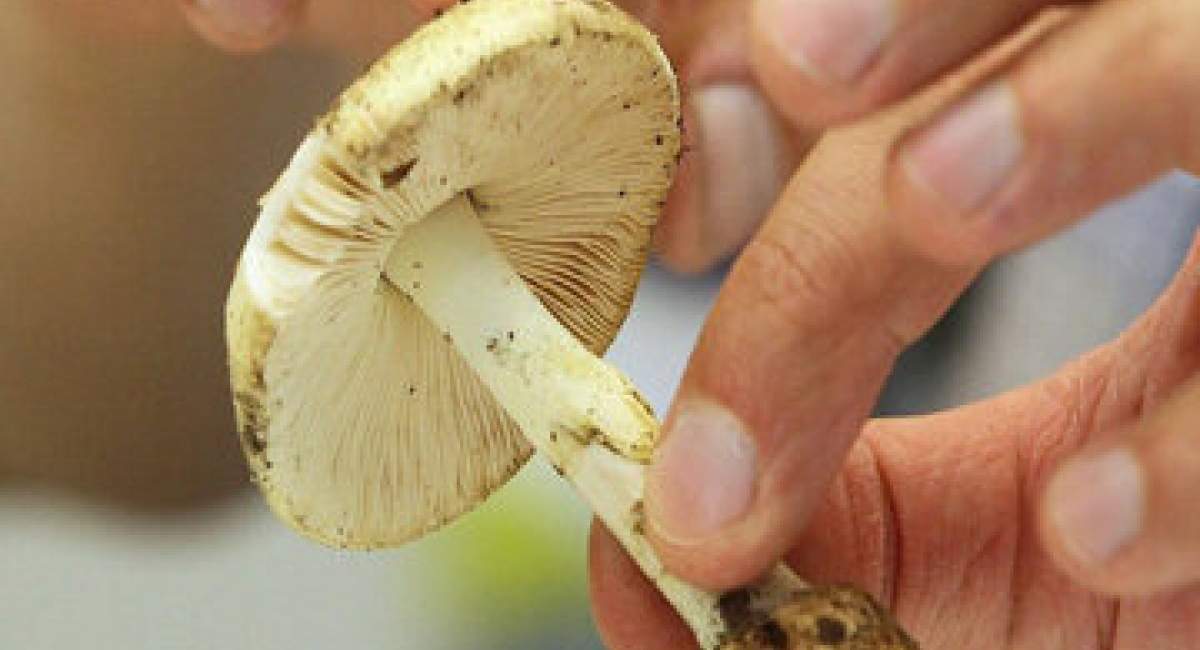 هشدار؛ مصرف این قارچ‌ها جانتان را تهدید می‌کند