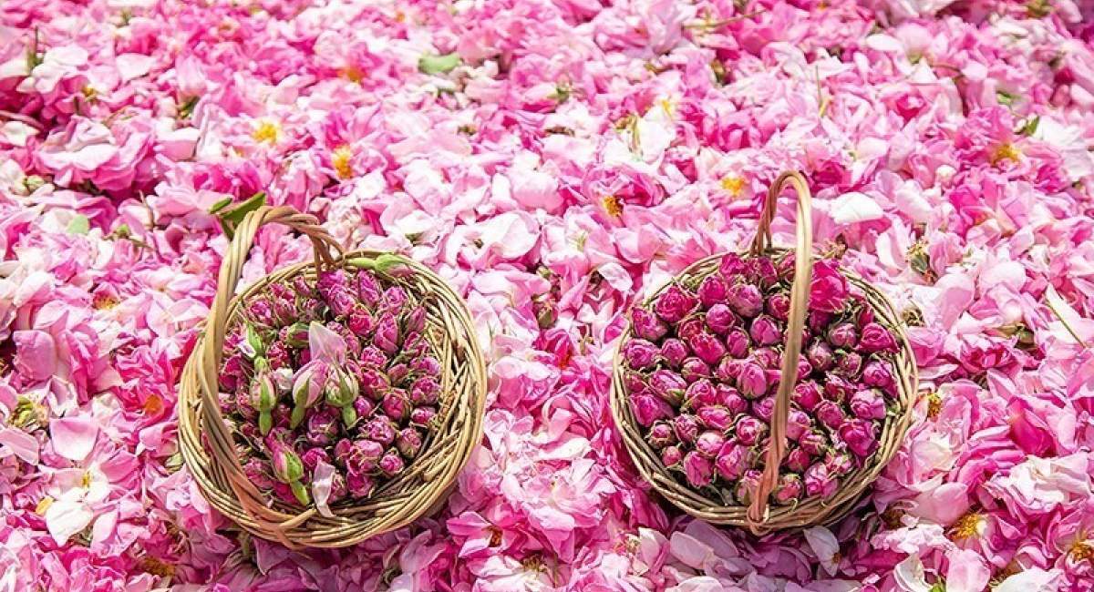 عربستان گل محمدی ایران را به نام خود ثبت جهانی کرد!